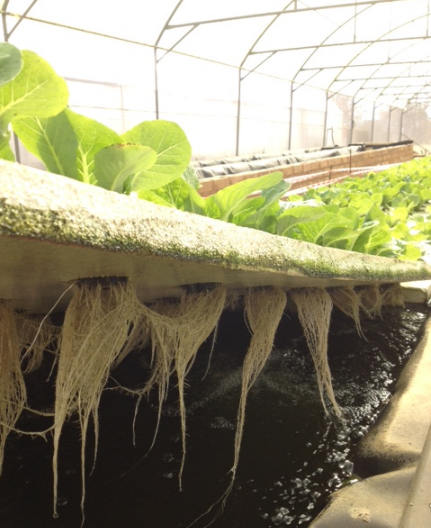 Ticket Aquaponics & Sandponics Training Course - Saturday, 24 October 2026, Johannesburg