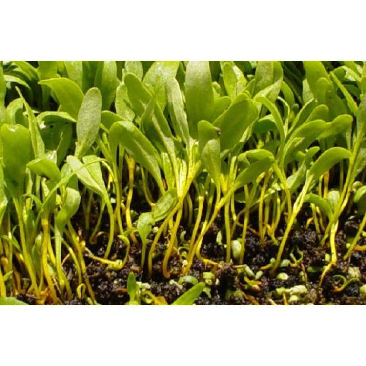 Green Swiss Chard Microgreens Seeds  -200 Grams