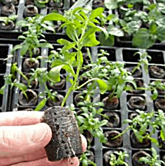 Jiffy Seedling Pellet Tray (60 Cavities)