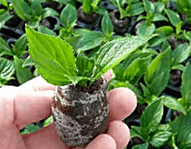 Jiffy Seedling Pellet Tray (60 Cavities)