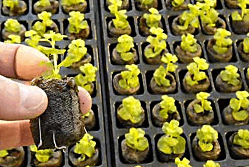 Jiffy Seedling Pellet Tray ( incl. 60 x7C pellets)