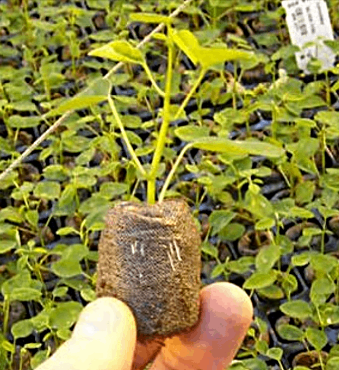 Jiffy 7C 40mm x 45mm Seeding pellet