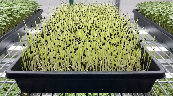 Leek Sprout & Microgreens Seeds  -100 Grams