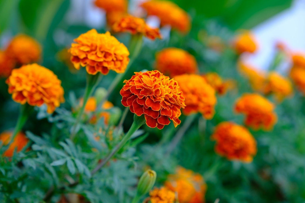 marigold flower seeds