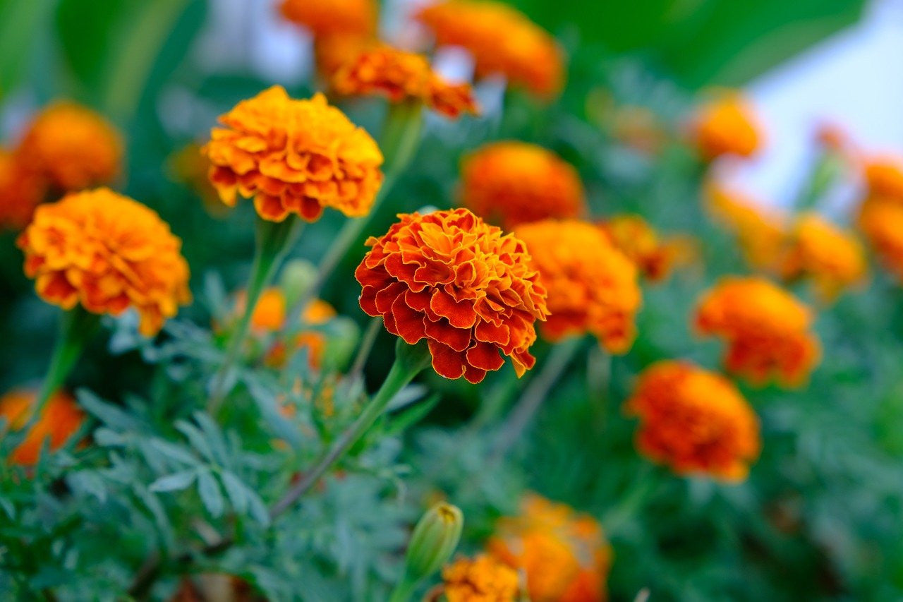 marigold flower seeds