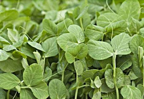 Peas Microgreens & Sprouting Seeds  - 100 Grams