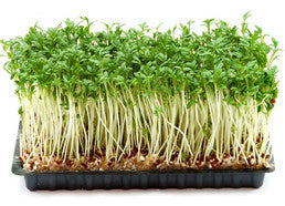 Grow Tray with Microgreens