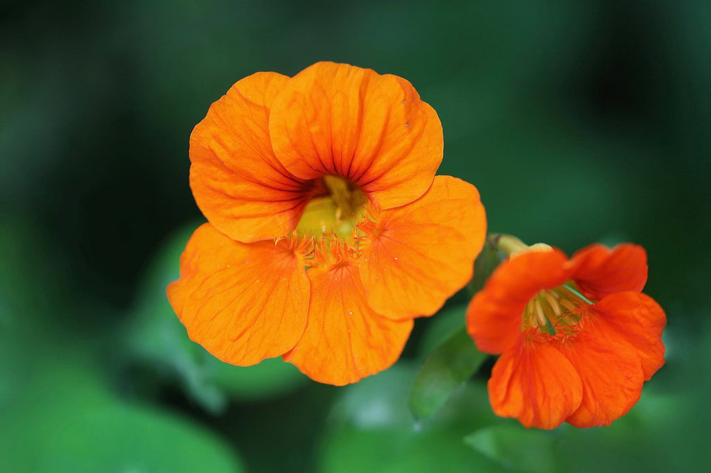 Nasturtium Edible Flower Seeds