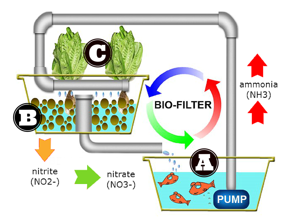 1 Minute aquaponics summary