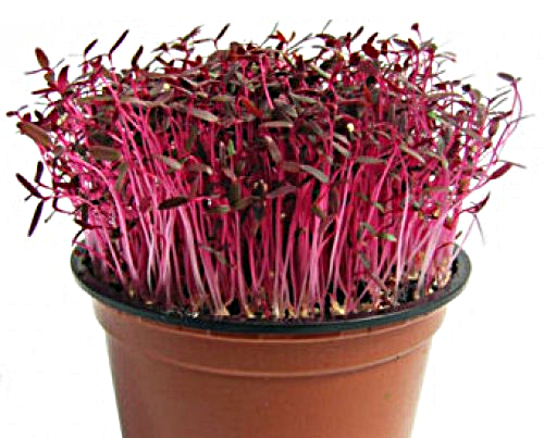 Red amaranth sprout and microgreens seed