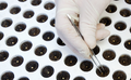Seed being placed in Groban rockwool plugs in french tray
