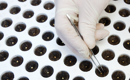 Seed being placed in Groban rockwool plugs in french tray