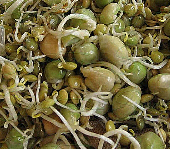 StirFry Blend Microgreens Seeds - 200g Tube