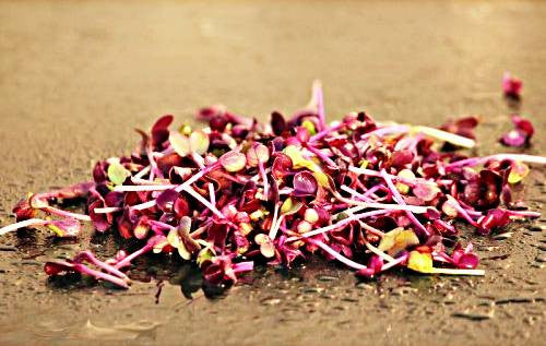 Tsai Tsai Radish Microgreens Seeds  - 200g Tube