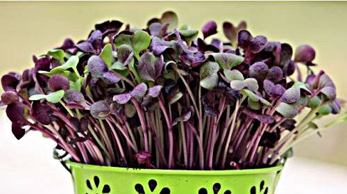Tsai Tsai Radish Microgreens Seeds  - 200g Tube