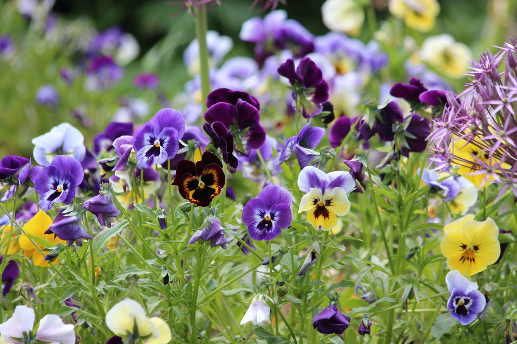 Viola edible flower seeds