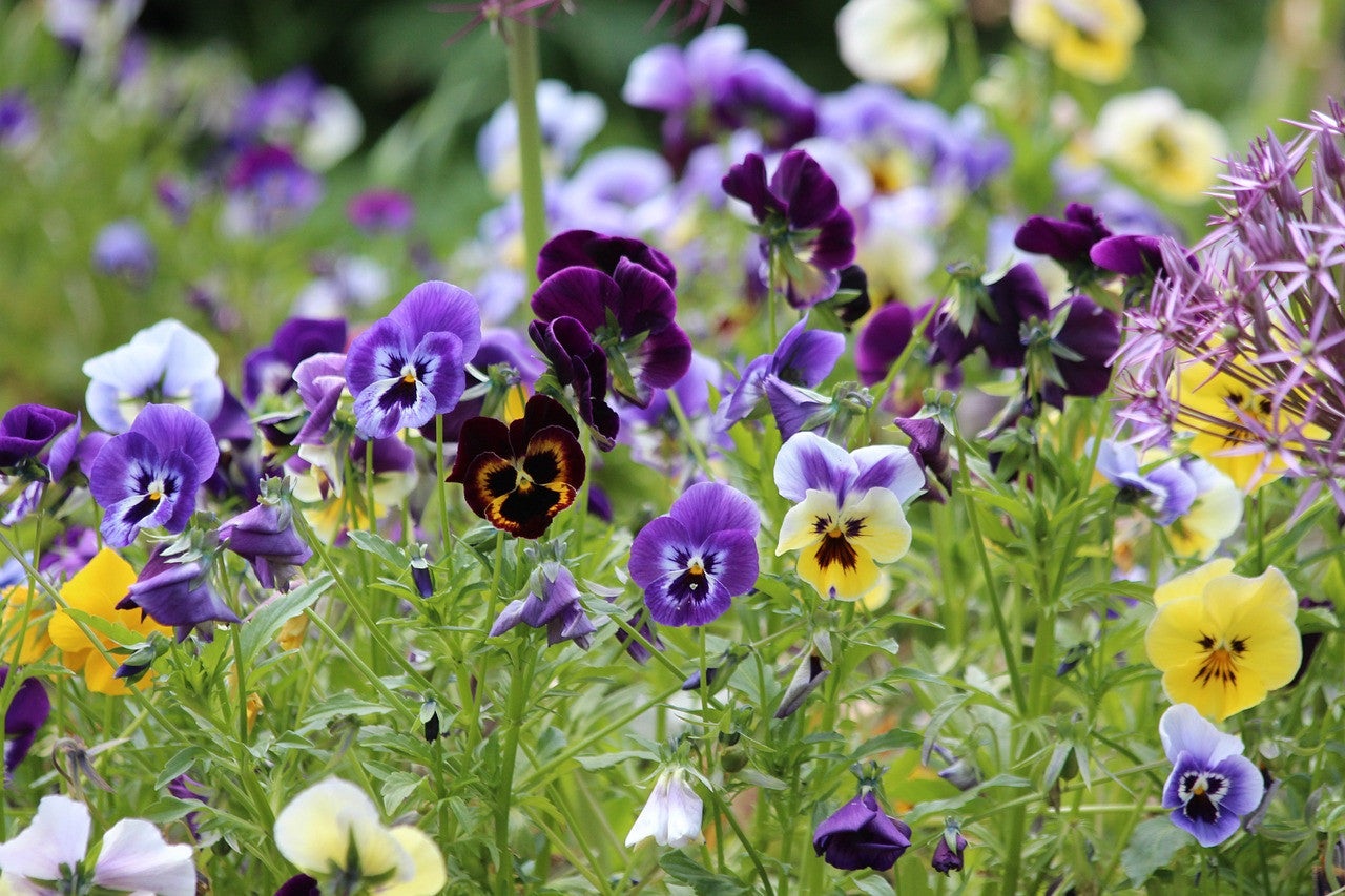 Viola edible flower seeds