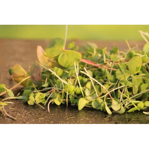 Vitality Mix Microgreens Seeds - 180g Tube