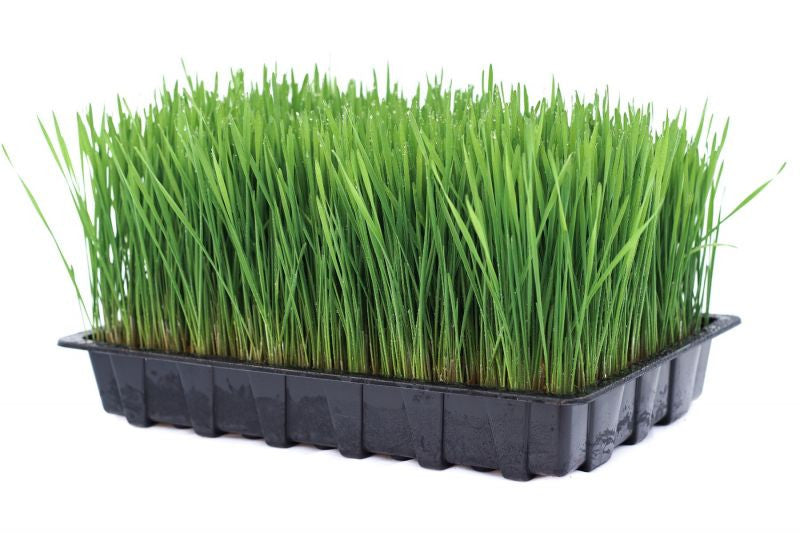 Wheat Grass Seeds  - 200g Tube