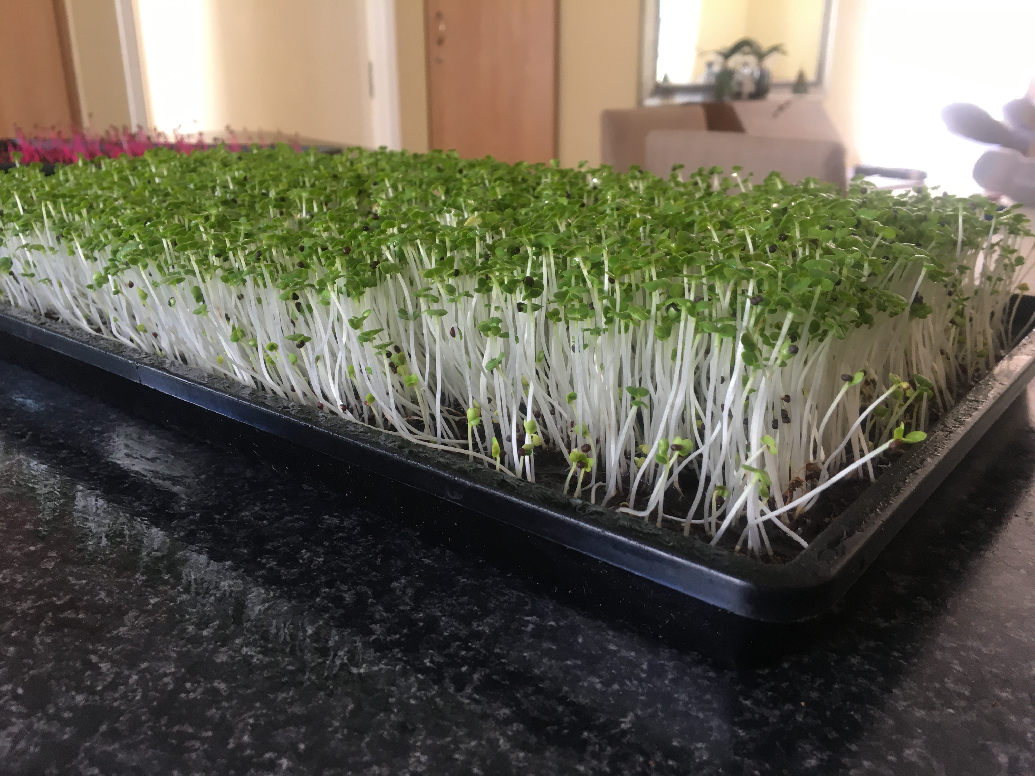 microgreens business plan south africa