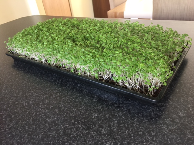 microgreens business plan south africa