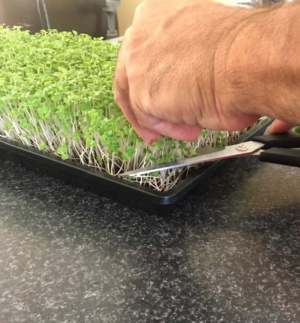 microgreens business plan south africa