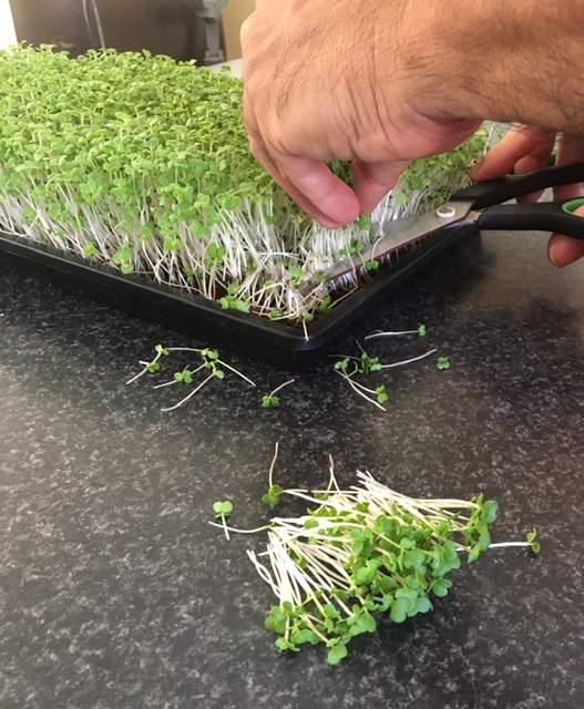 microgreens business plan south africa