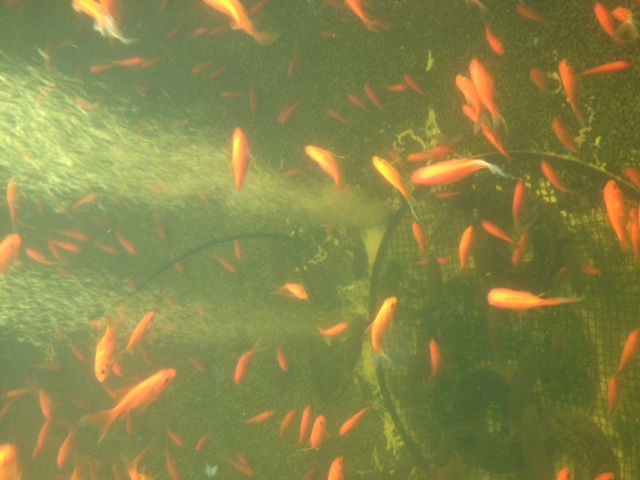 fish farming business plan in south africa