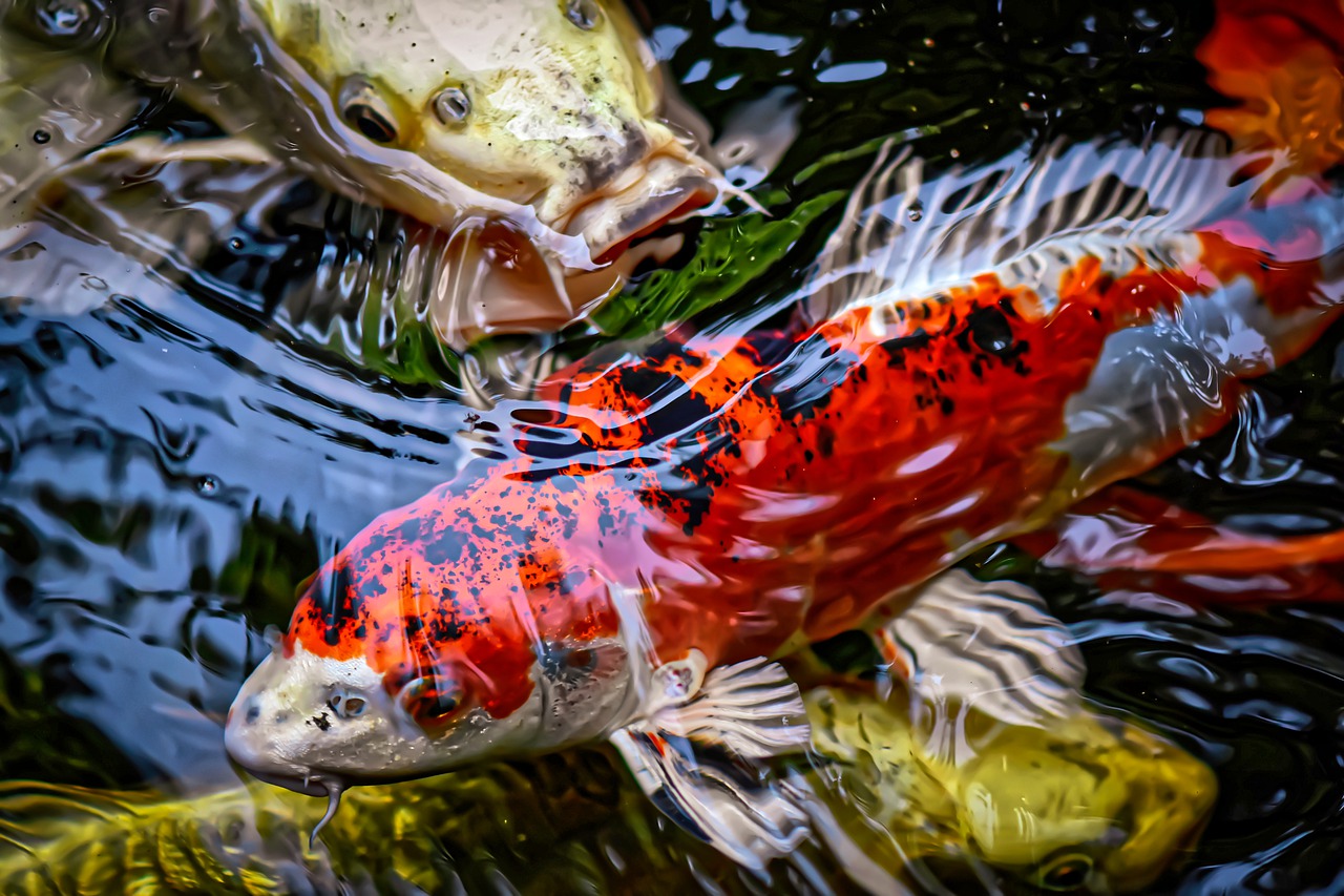 koi pond sand filter